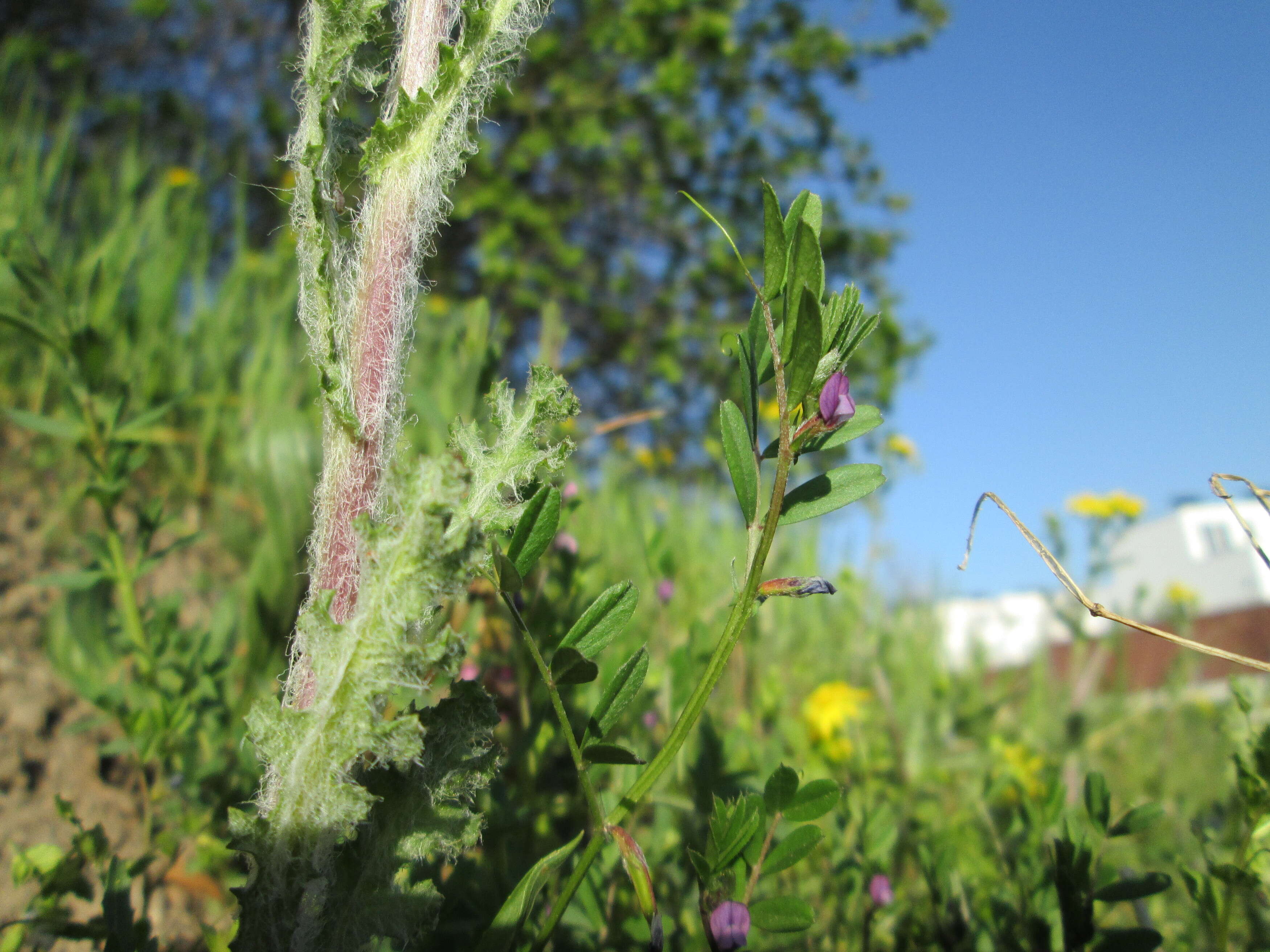 Image of spring vetch