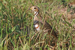 Image of Three-banded Courser