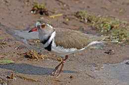 Image of African Three-banded Plover