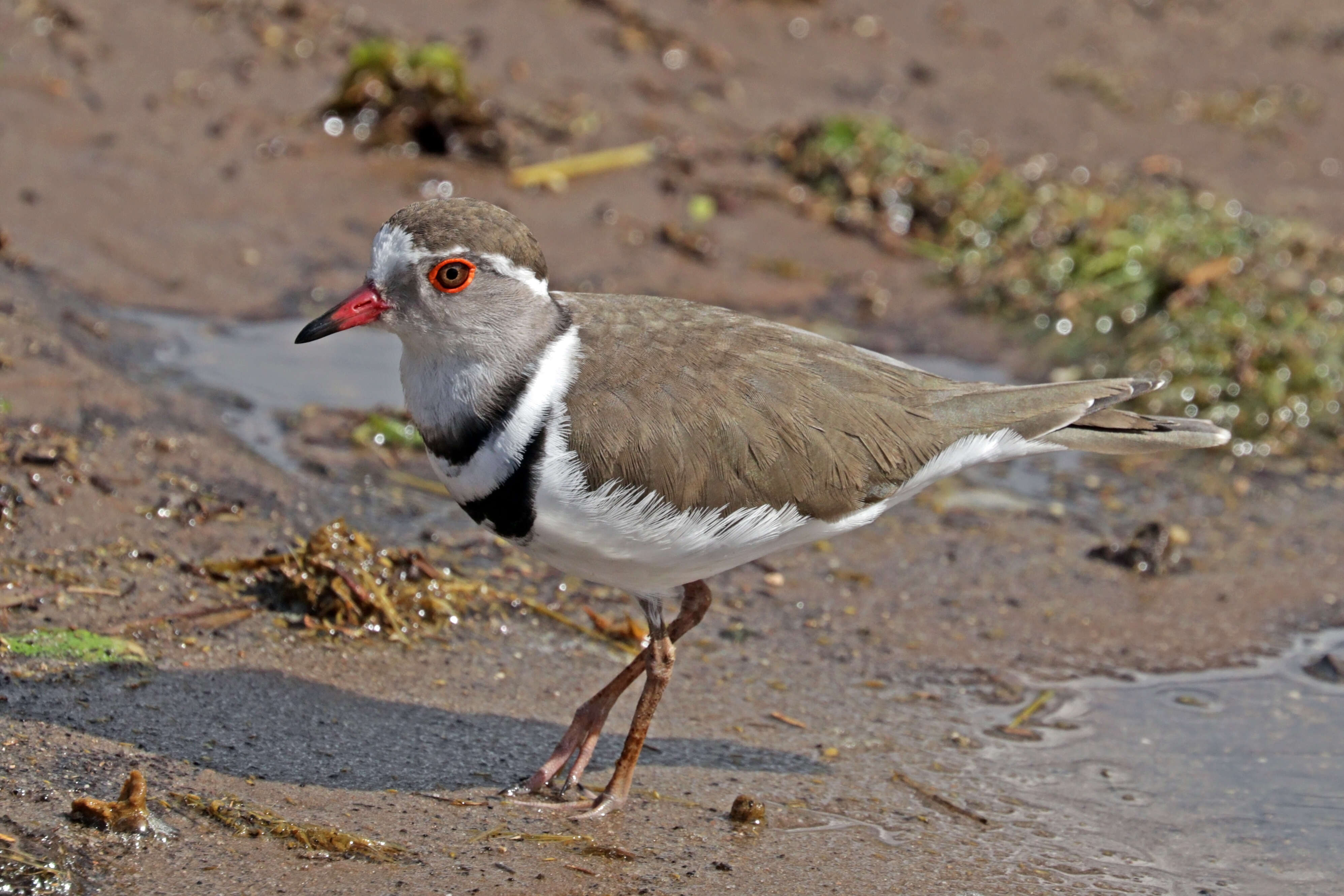 Image of African Three-banded Plover