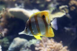 Image of Banded Longsnout Butterflyfish