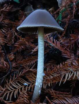 Image of Coprinopsis marcescibilis (Britzelm.) Örstadius & E. Larss. 2008