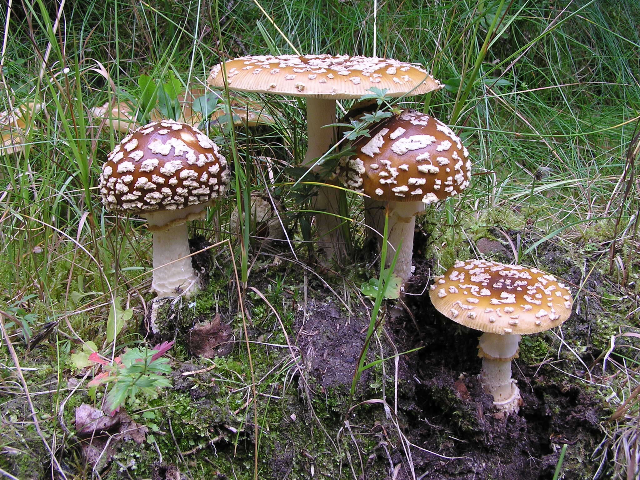 Image of Royal Fly Agaric