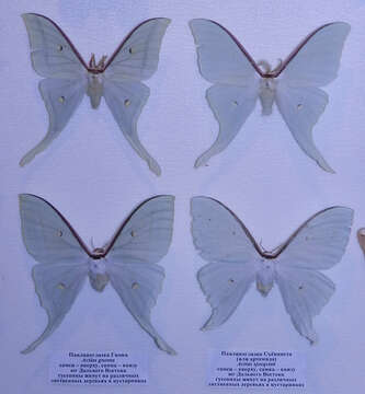 Image of Actias artemis (Bremer & Grey 1853)