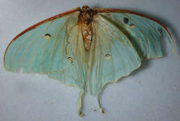 Image of Actias artemis (Bremer & Grey 1853)