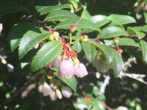 Image of evergreen huckleberry