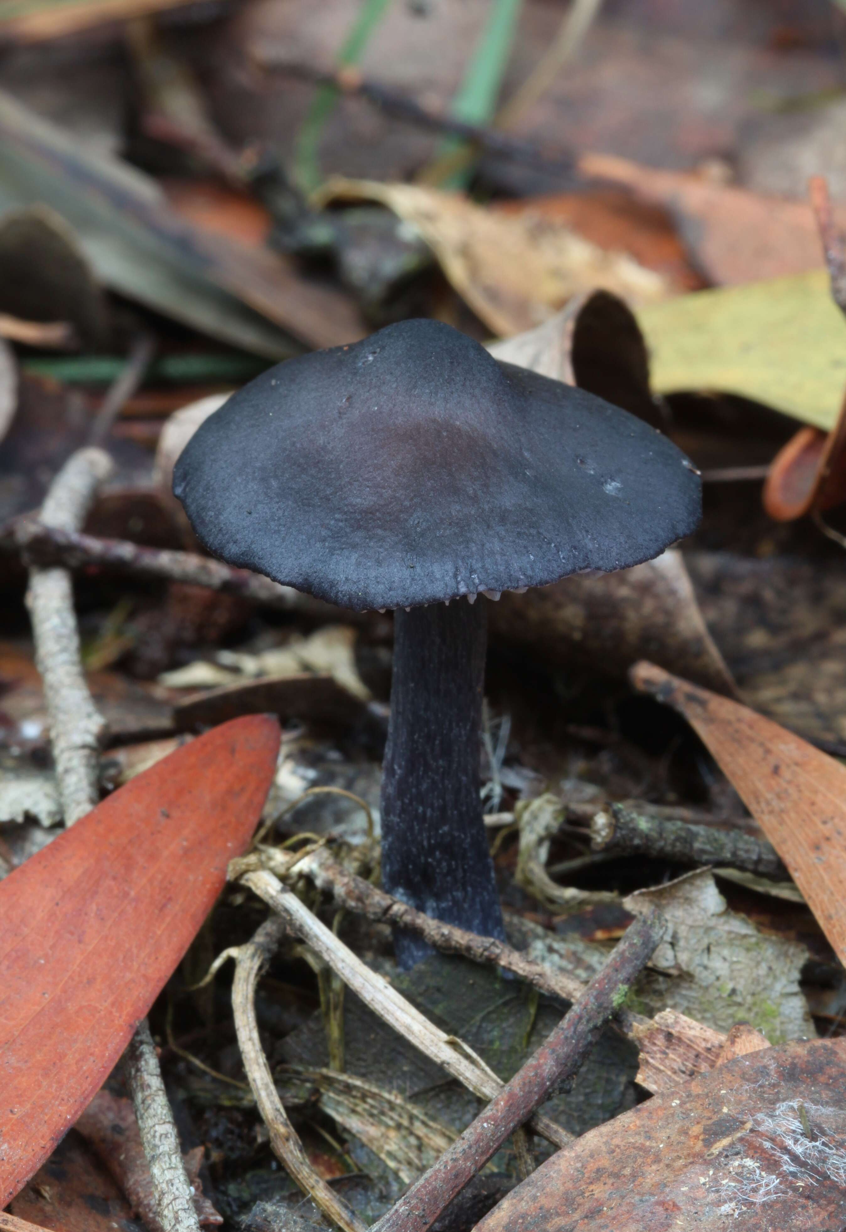 Image of Entoloma moongum Grgur. 1997