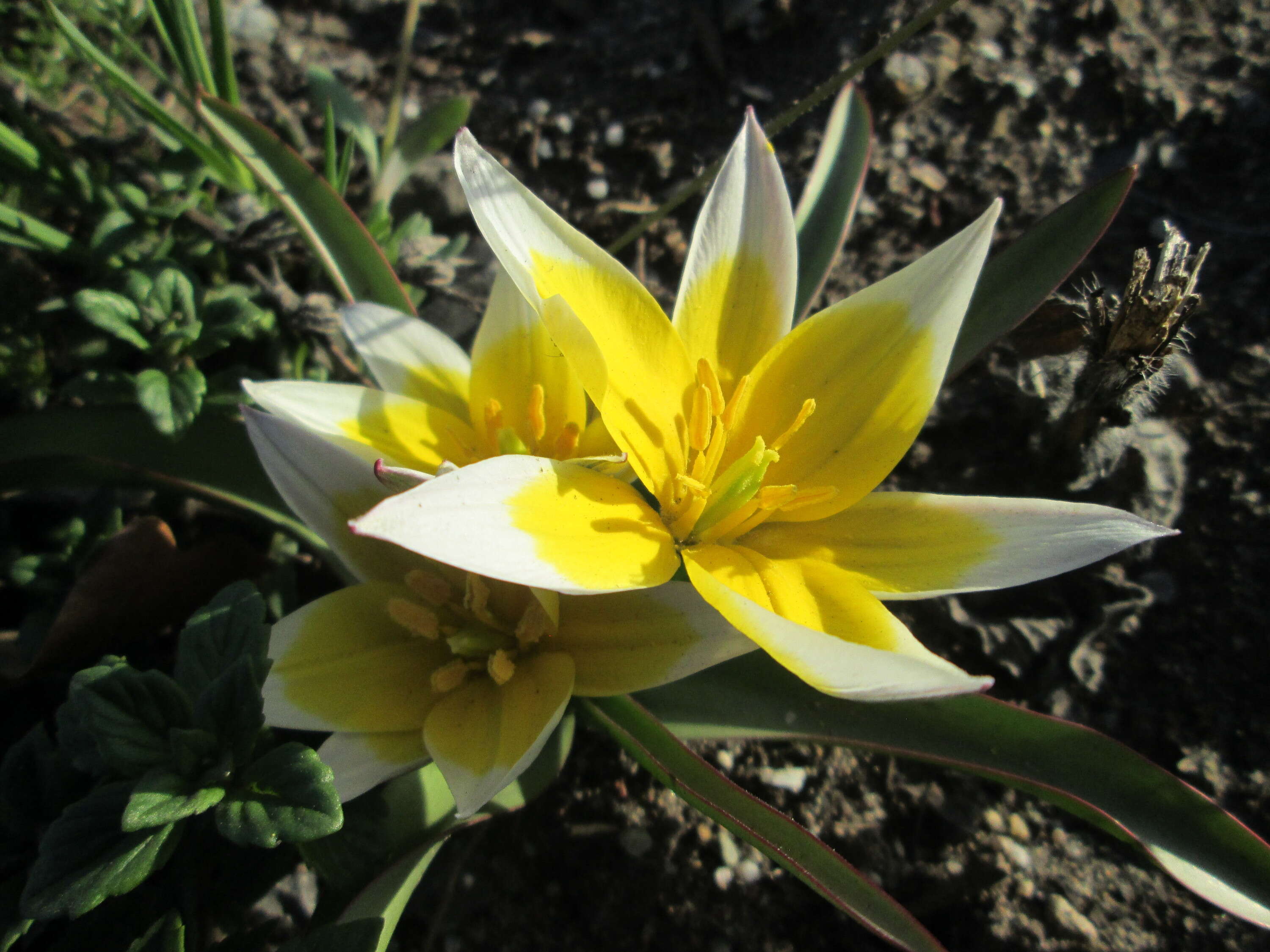 Image of Tulipa turkestanica (Regel) Regel