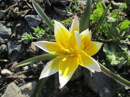 Image of Tulipa turkestanica (Regel) Regel