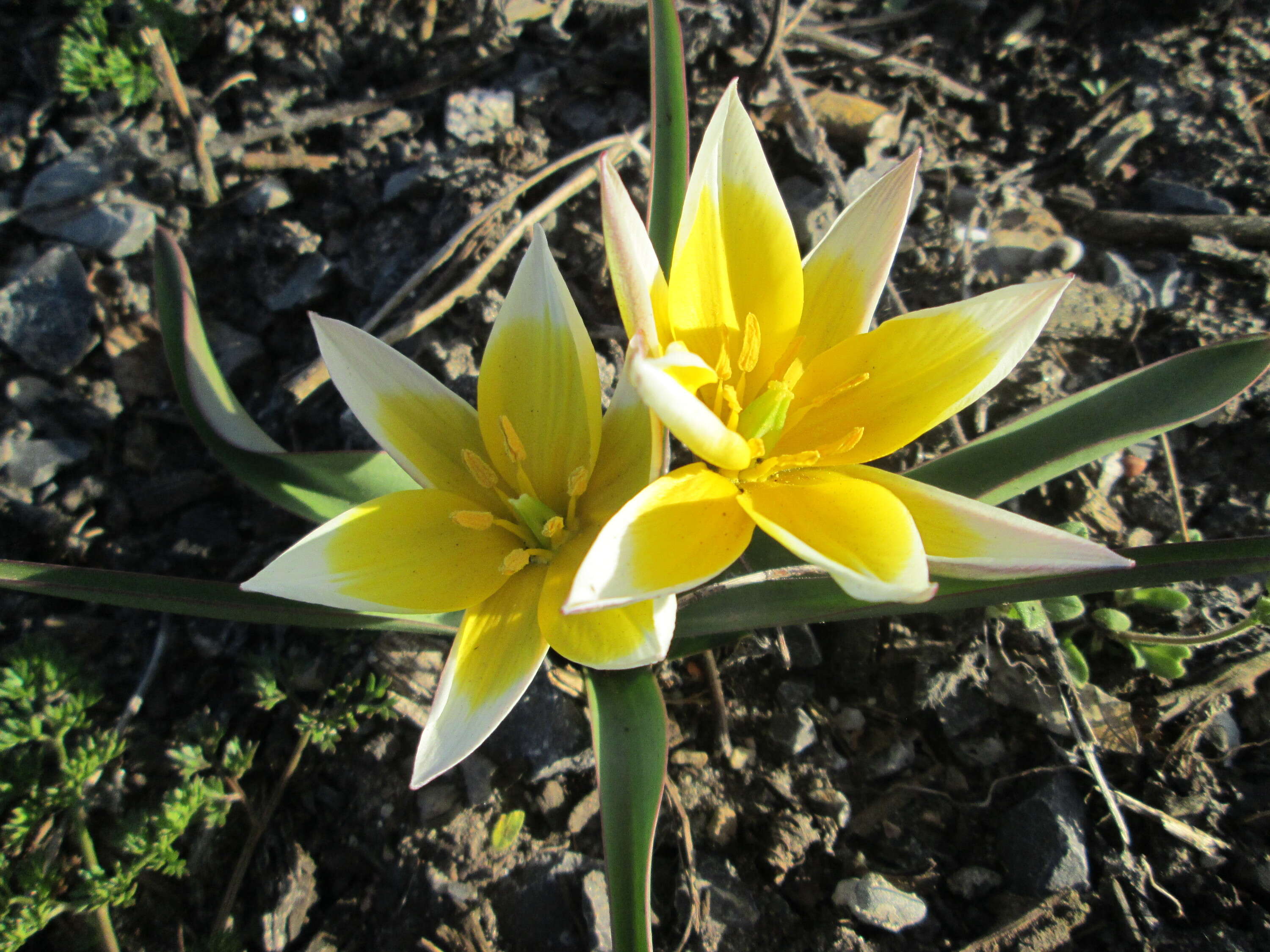 Image of Tulipa turkestanica (Regel) Regel