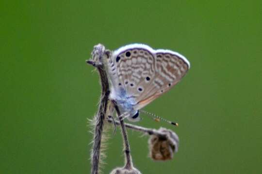 Image of Bright Babul Blue