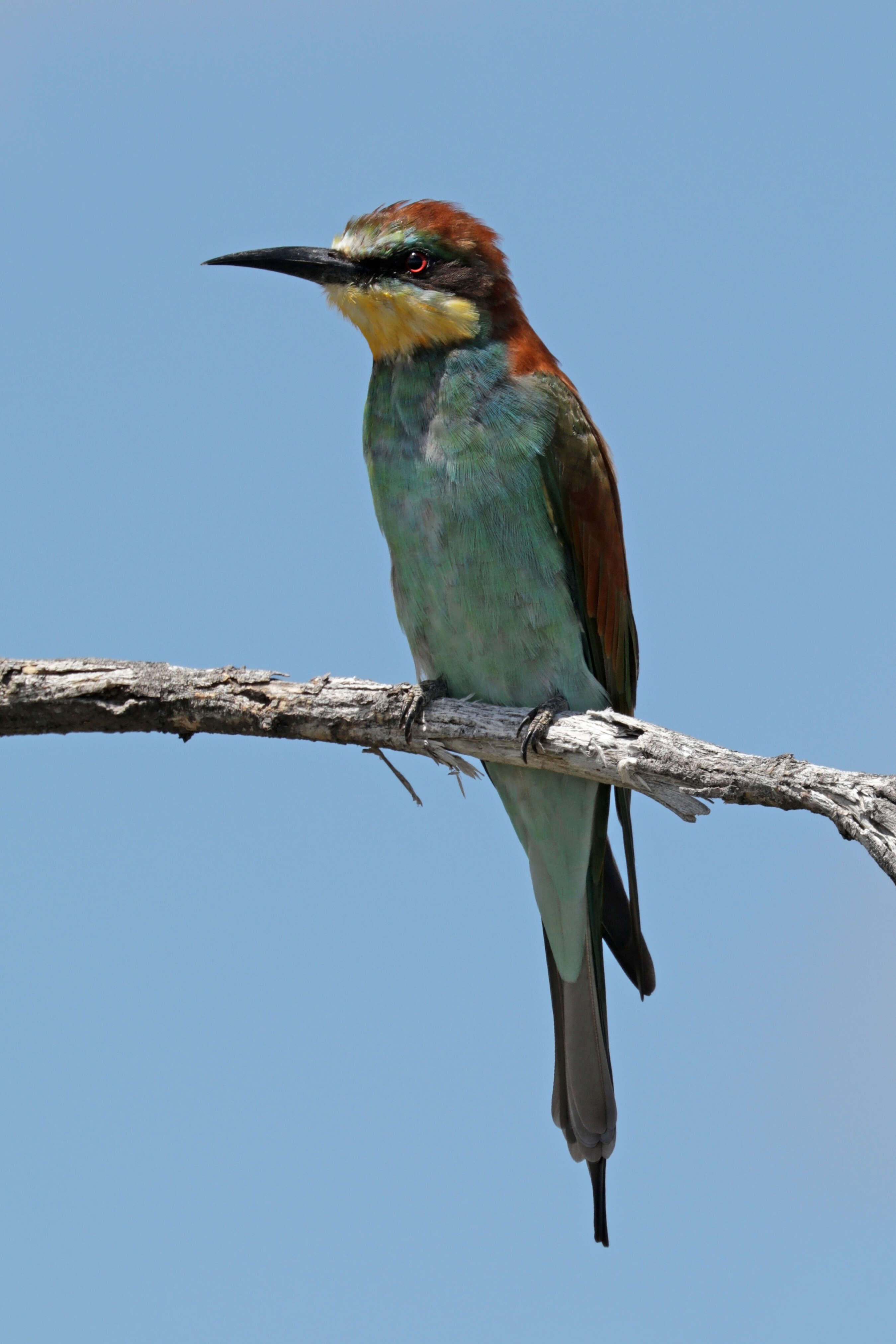 Image of bee-eater, european bee-eater