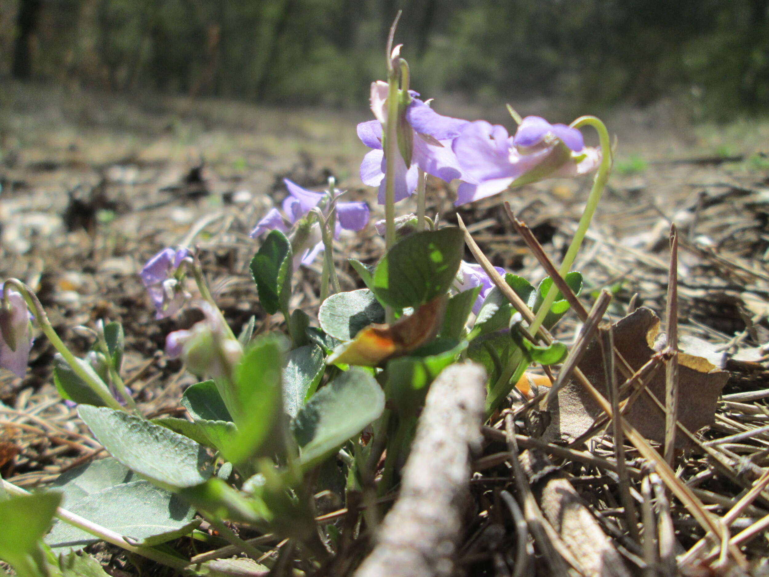 Image of common dog-violet