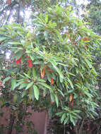 Image of Azores laurel