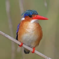 Image of Alcedo cristata