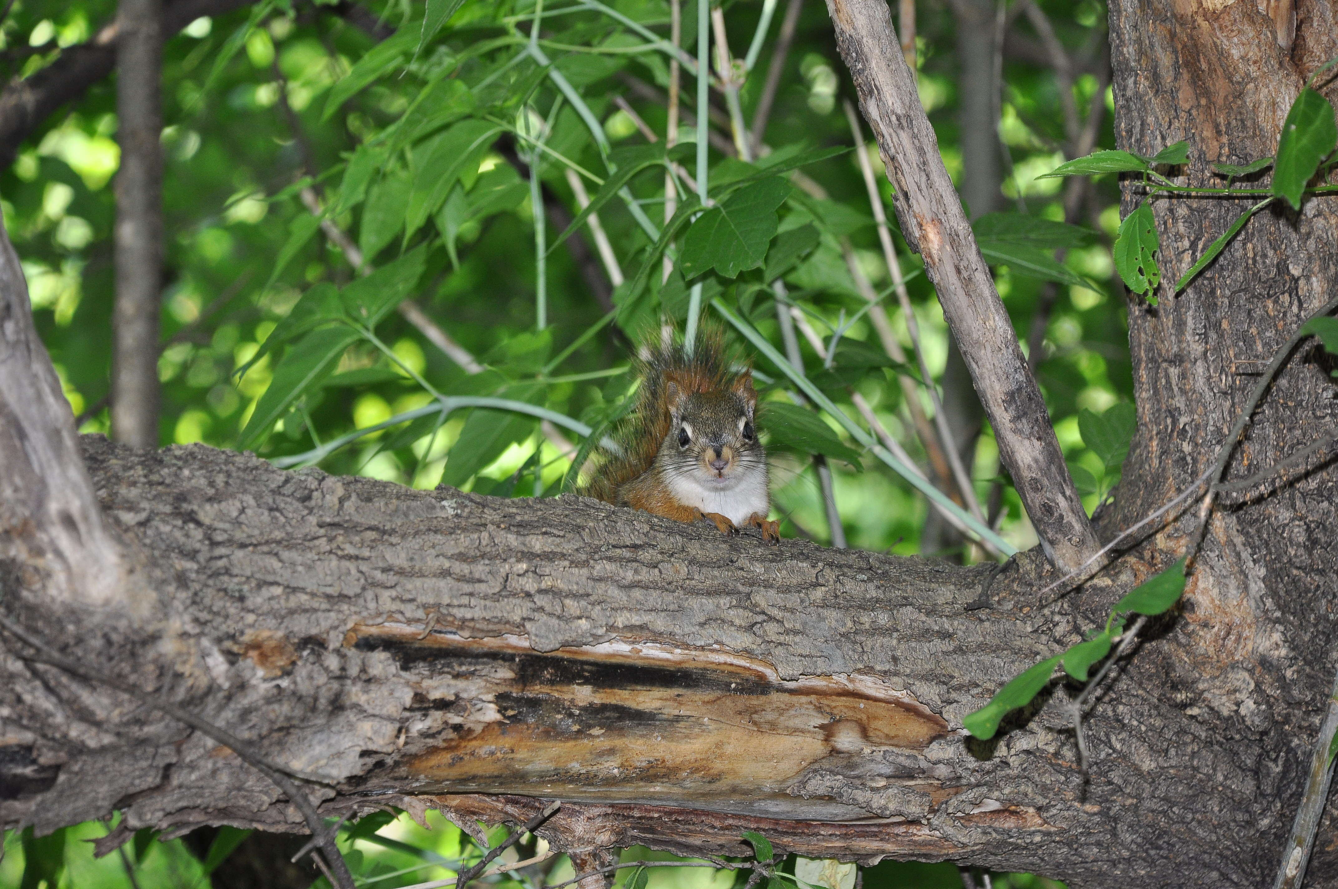 Image of pine squirrel