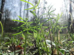 Image of Goldilocks Buttercup