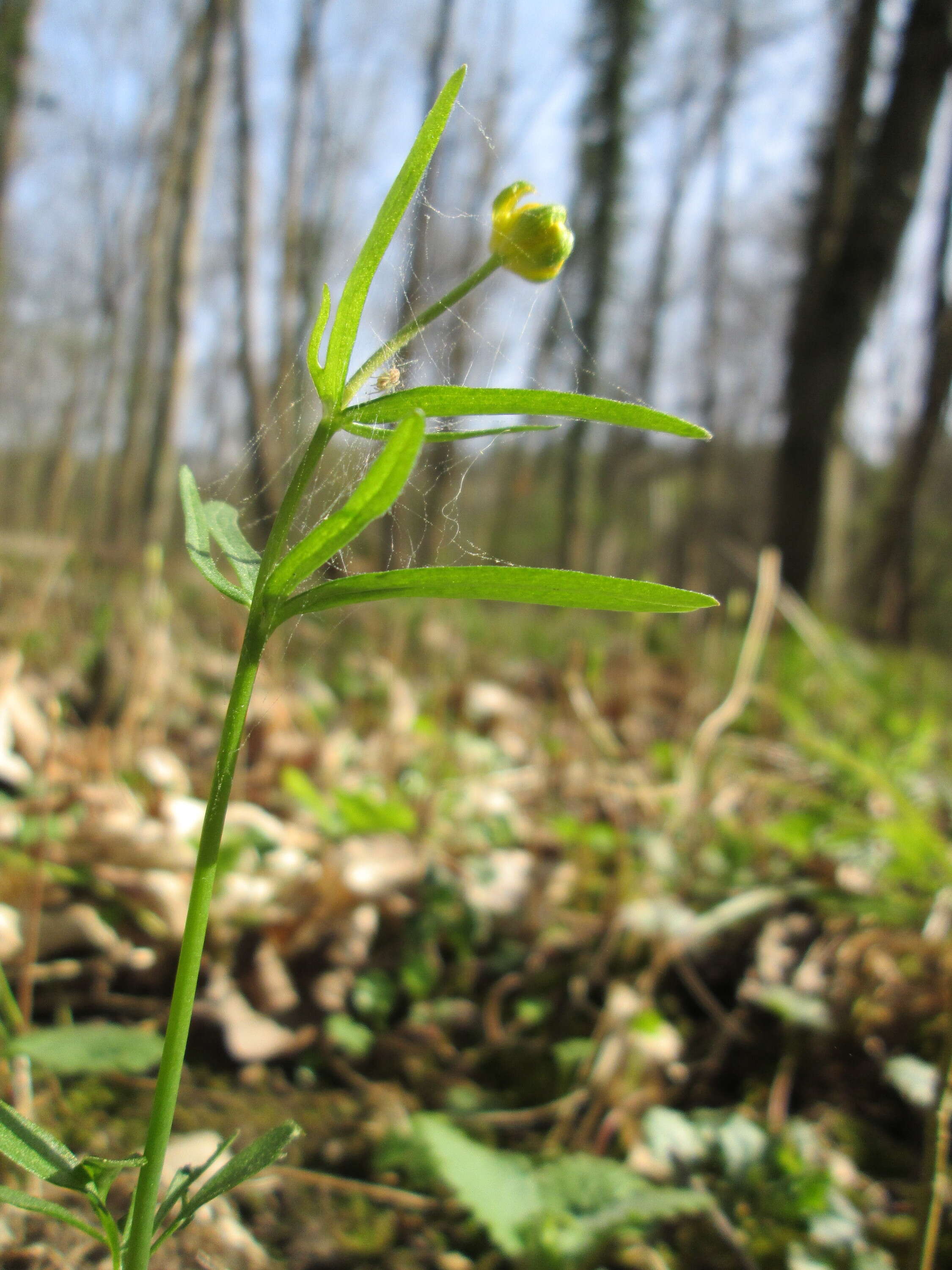 Image of Goldilocks Buttercup