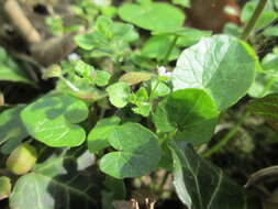 Image of ivy-leaved speedwell