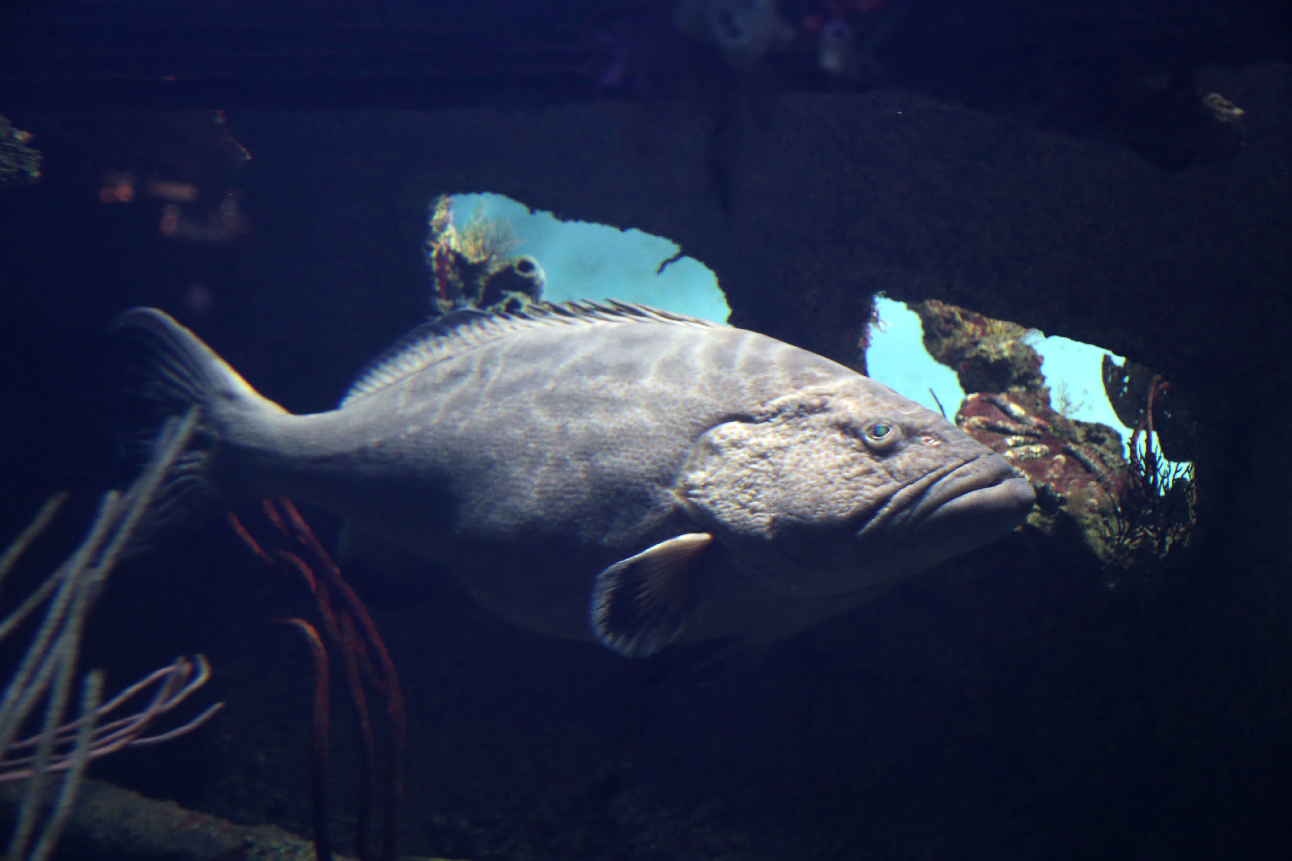 Image of Black Grouper