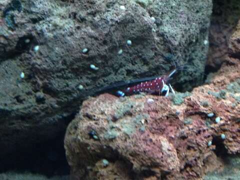 Image of Caridina H. Milne Edwards 1837