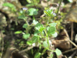 Image of ivy-leaved speedwell