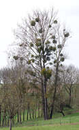 Image of European mistletoe