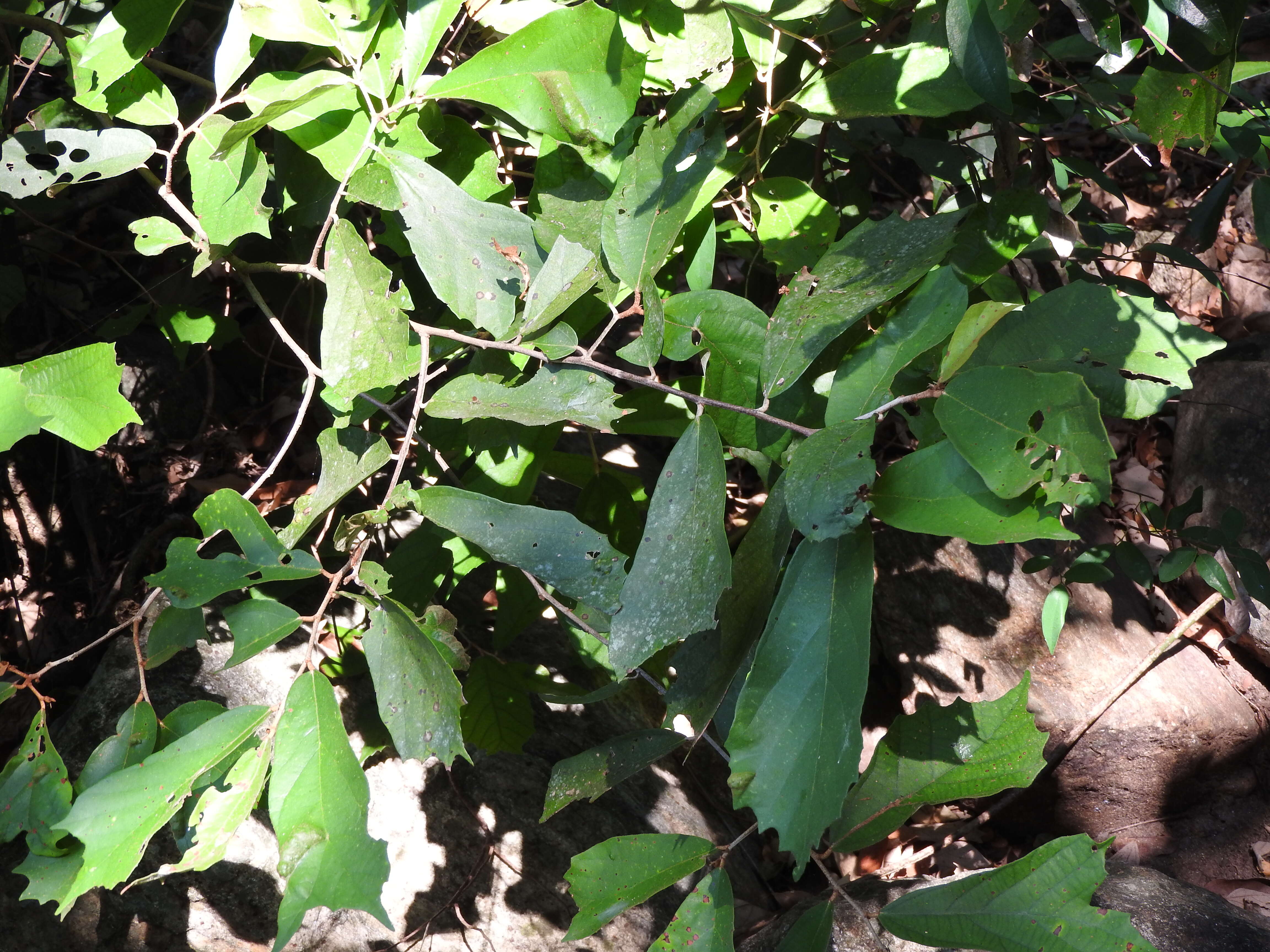 Image of Pterospermum reticulatum Wight & Arn.