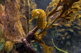 Image of Lined Seahorse
