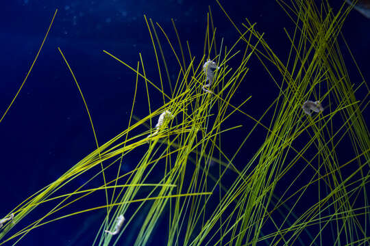 Image of Dwarf Seahorse