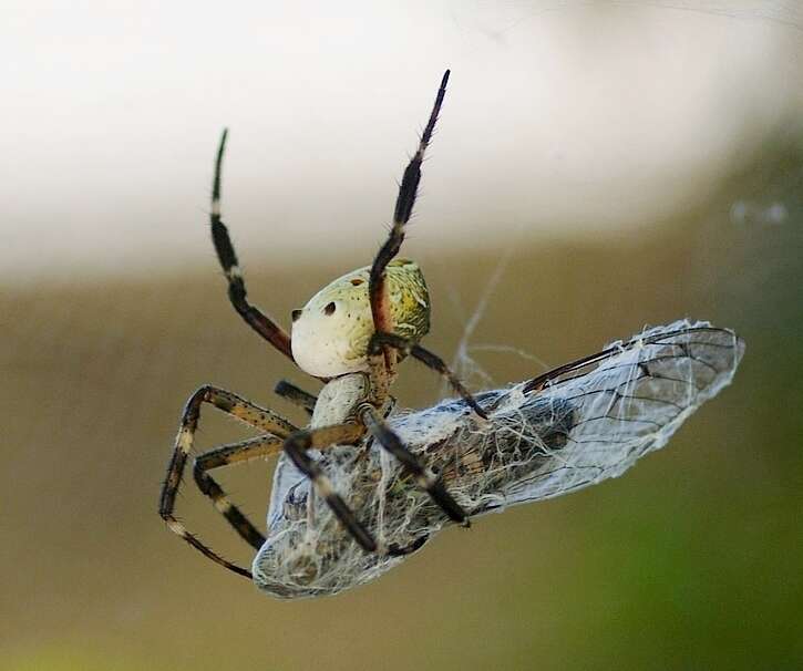 Imagem de Cyrtophora moluccensis (Doleschall 1857)