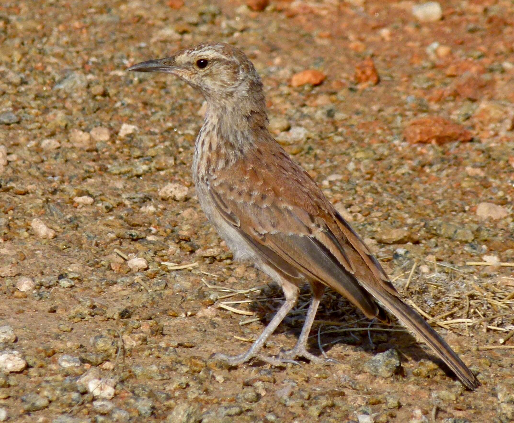 Image of Karoo Long-billed Lark