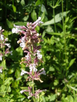 Imagem de Agastache foeniculum (Pursh) Kuntze