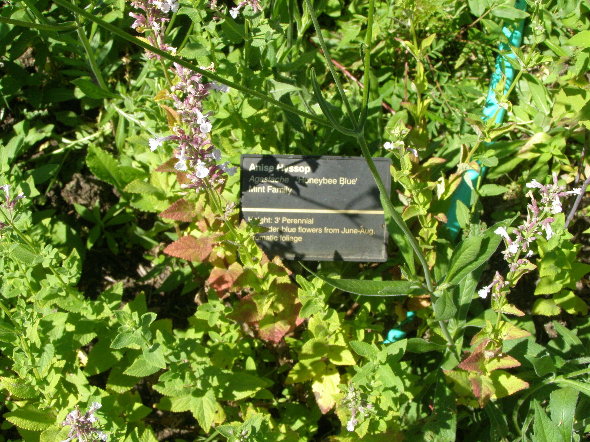 Imagem de Agastache foeniculum (Pursh) Kuntze