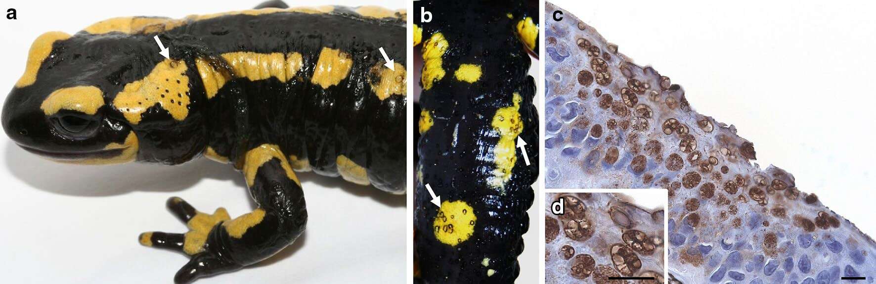 Image of Batrachochytrium salamandrivorans A. Martel, Blooi, Bossuyt & Pasmans 2013