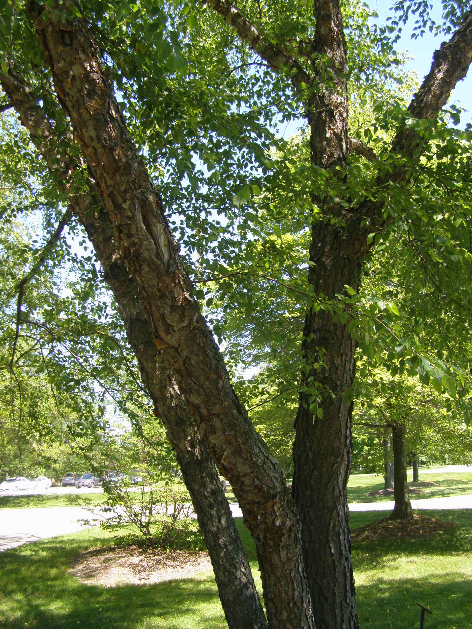 Image of Black Birch