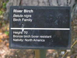 Image of Black Birch