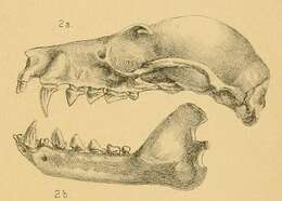 صورة Pteropus admiralitatum Thomas 1894