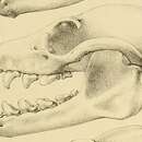 Imagem de Pteropus vetulus Jouan 1863