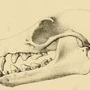 Pteropus griseus (E. Geoffroy 1810)的圖片