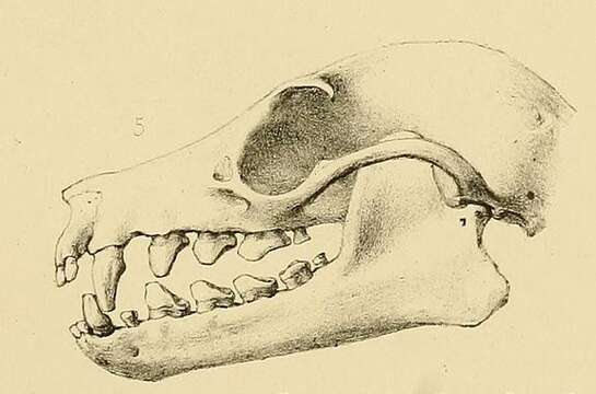 Image of Gray Flying Fox