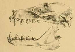 Image of Styloctenium Matschie 1899