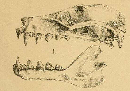 Image of Styloctenium Matschie 1899