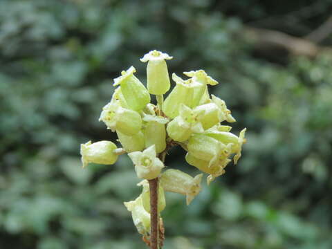 Image of Elaeagnus conferta Roxb.