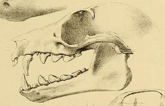 Imagem de Pteropus temminckii Peters 1867