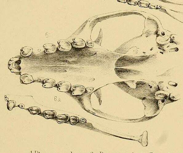 Acerodon mackloti (Temminck 1837) resmi