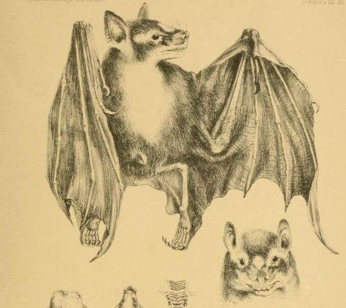 Image of Zenker's Fruit Bat