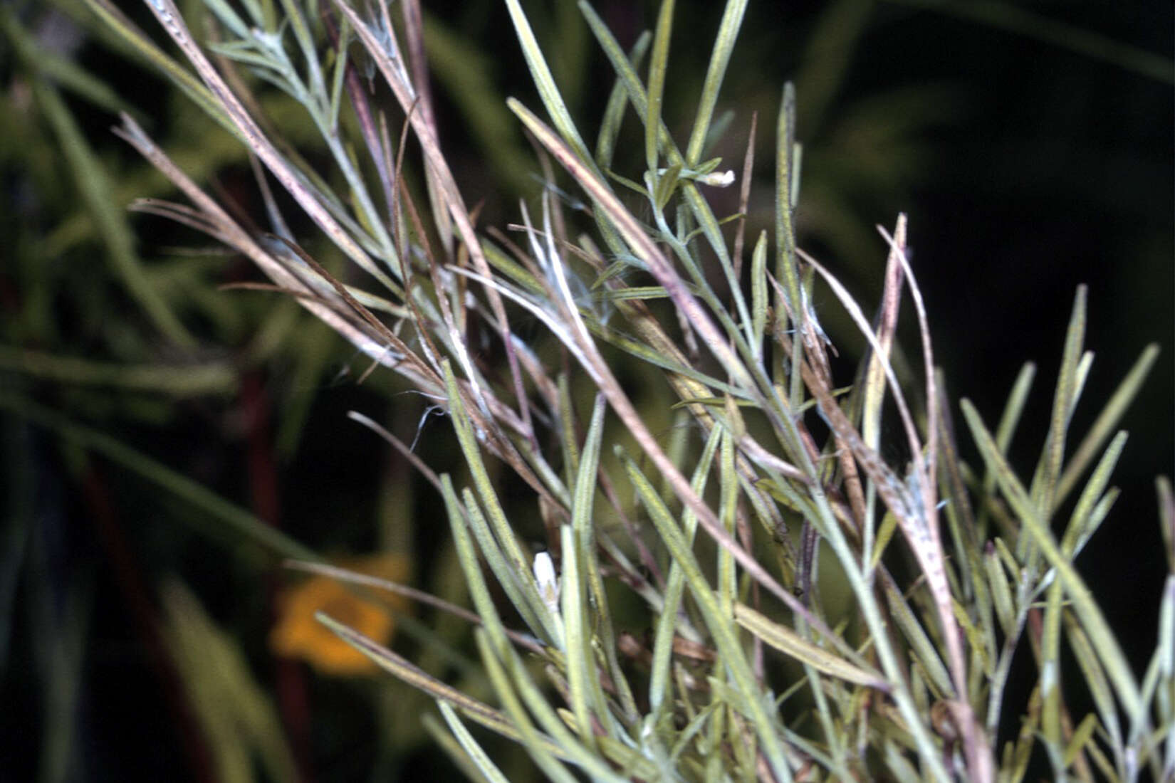 Epilobium leptophyllum Rafin. resmi