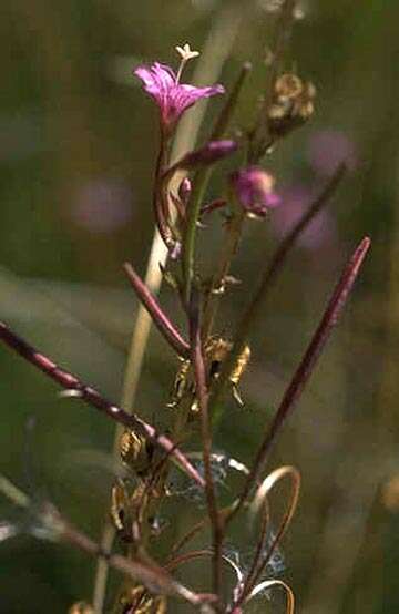 Image of Grants Pass willowherb