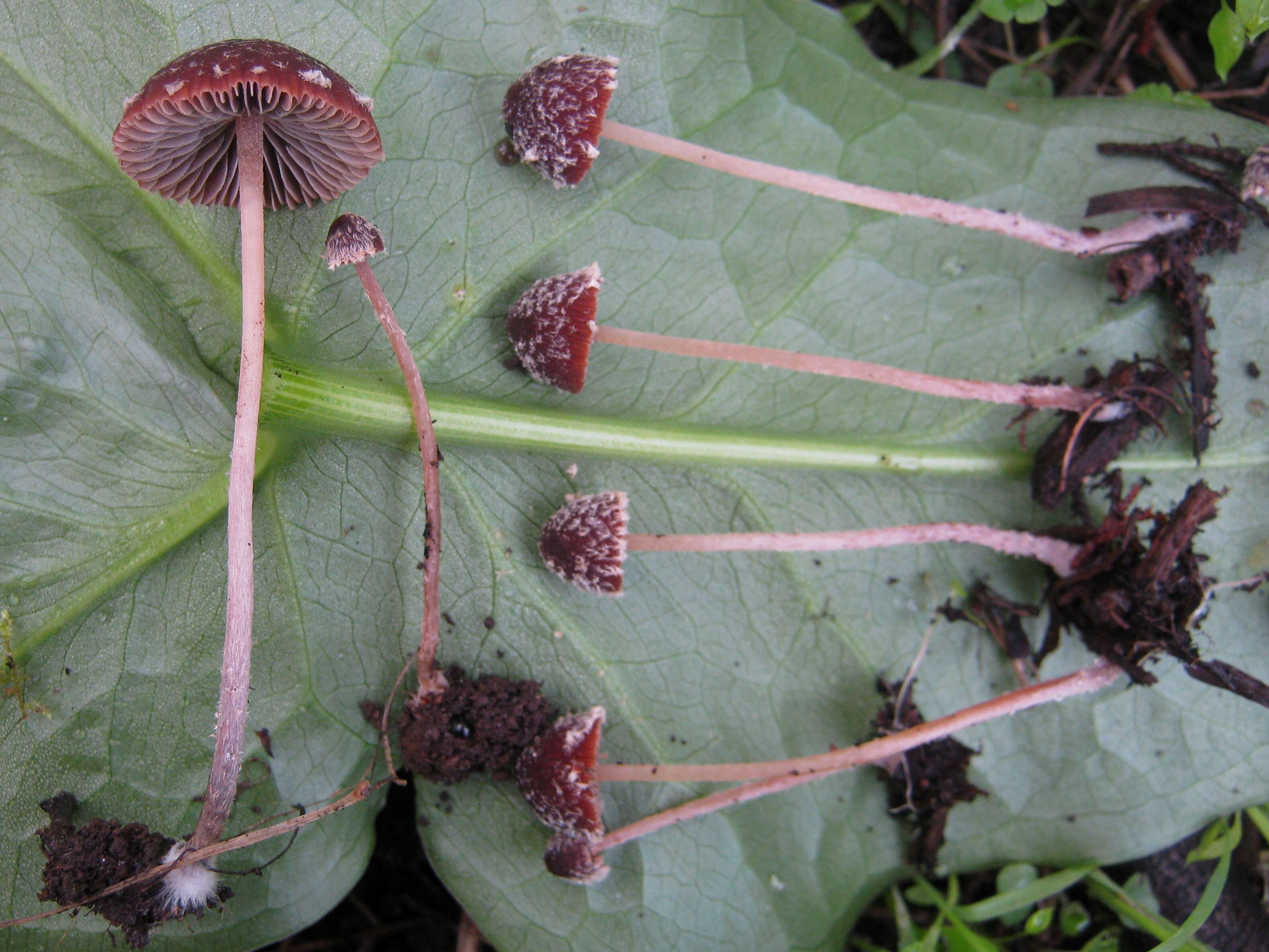 Image of Psathyrella vinosofulva P. D. Orton 1960